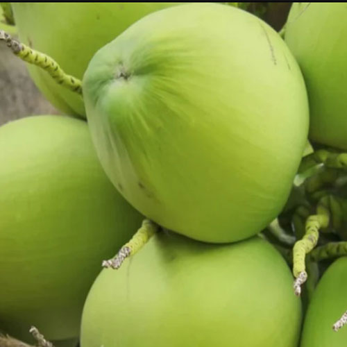 Fresh Coconut